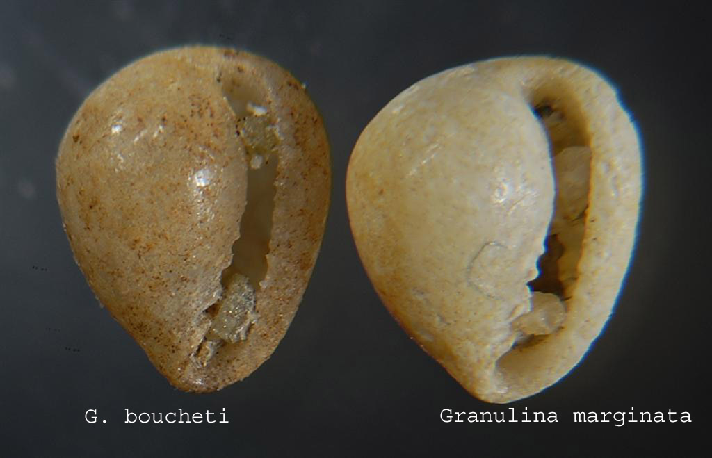 Granulina ??